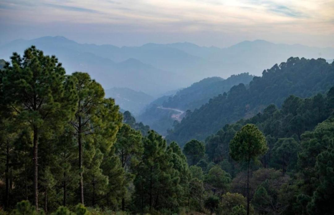 The Heritage Home Kasauli I Pine View Serviced Villa I Best Seller I Vacations I Family Events I Sky Bonfire I Kasauli By Exotic Stays المظهر الخارجي الصورة